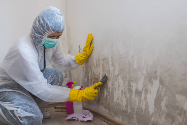 Best Post-Construction Mold Inspection  in Dallas Center, IA