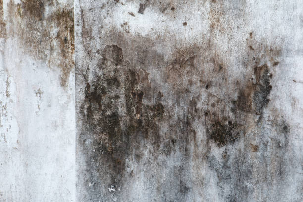 Best Mold Removal for HVAC Installations  in Dallas Center, IA