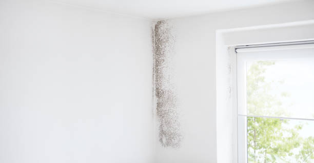 Best Residential Mold Inspection & Testing  in Dallas Center, IA
