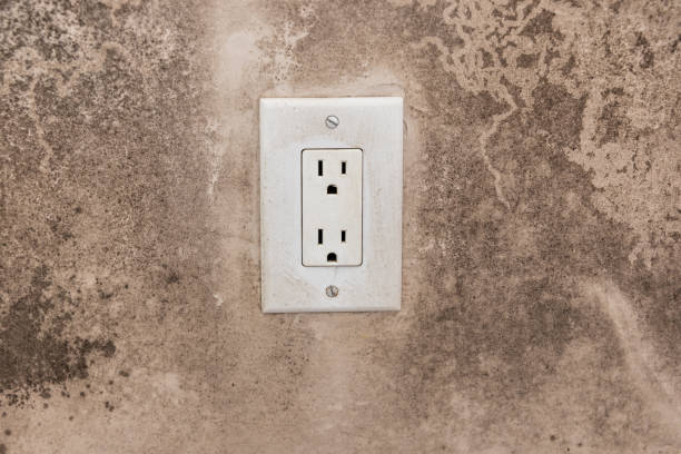 Best Black Mold Removal  in Dallas Center, IA