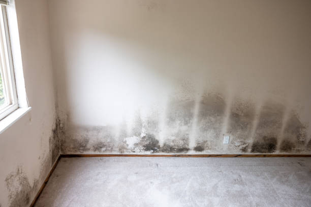 Best Dehumidification Services  in Dallas Center, IA