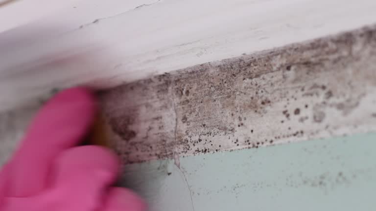 Best Industrial Mold Remediation  in Dallas Center, IA
